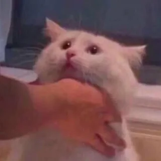 🐈