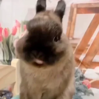 🤩