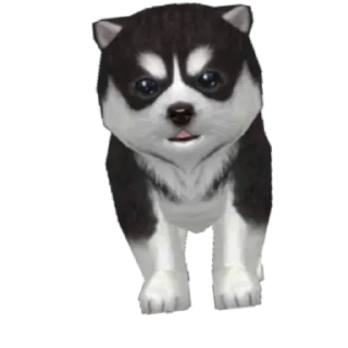 🐱