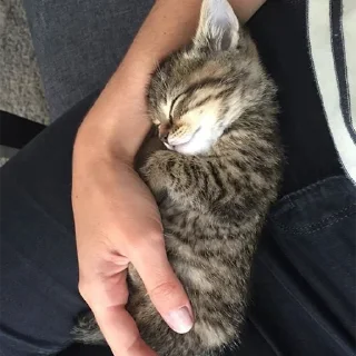 🐈