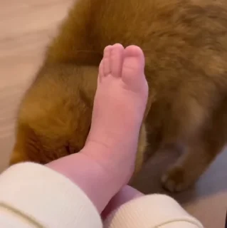 🐱