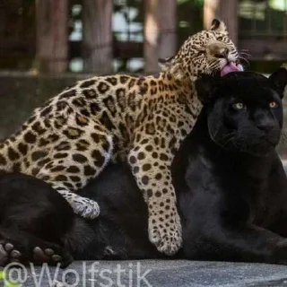 🥱