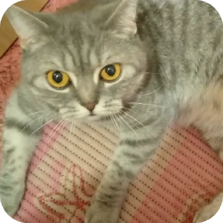 🐱
