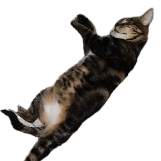 🐱