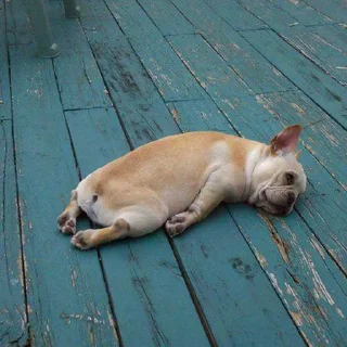 🐶