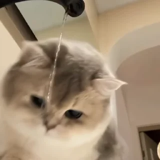 🐈‍⬛️