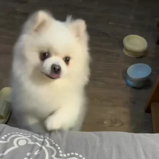 🐶