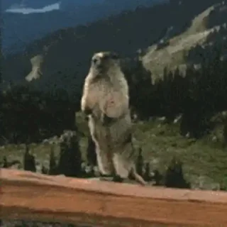 🐶