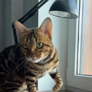 🤩