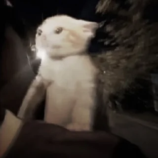 🐈‍⬛