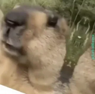 🦫