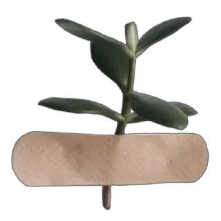 🌱