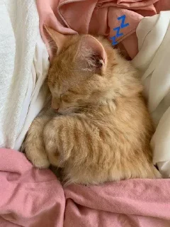 💤