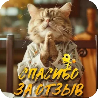 🐱