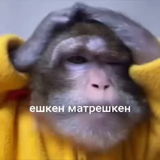Обезьяны ПОН @freetopsticker