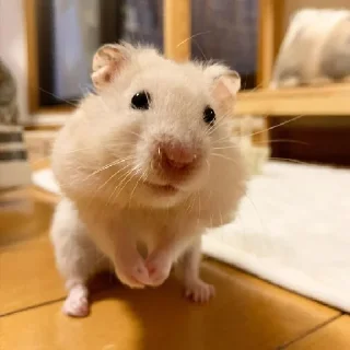 🐹