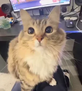 🌟