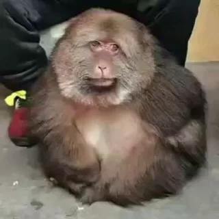 🤩