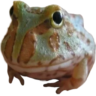 👦