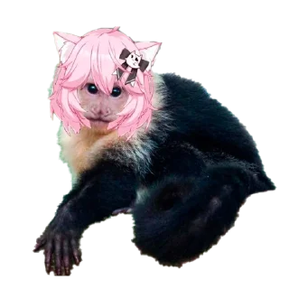 🐵