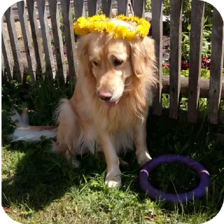 🐶