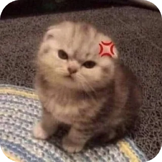 😾