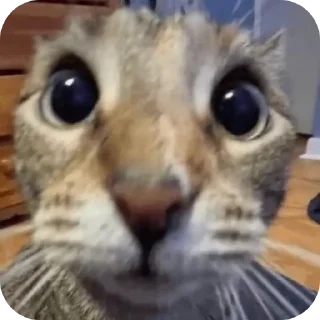 🐱