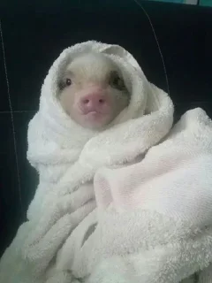 🐽