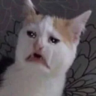 😿
