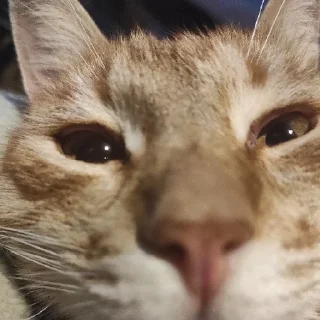😽