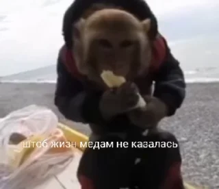 🍯