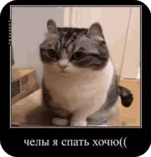😴