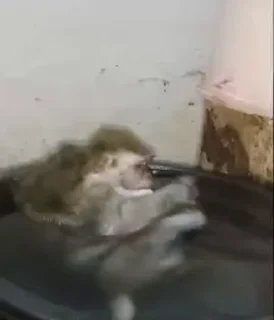🤩