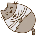 🐱
