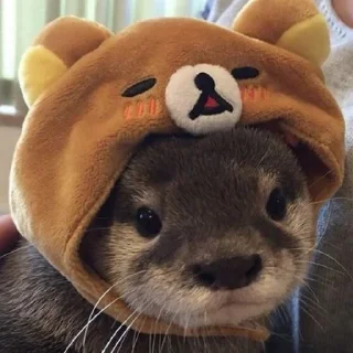 🐻