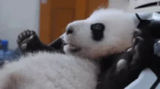 🐼