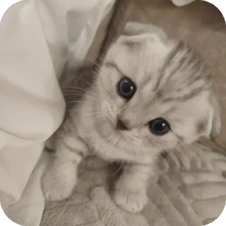 🐱