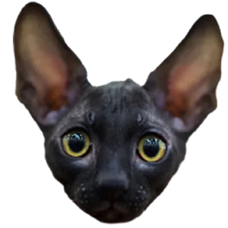 👽