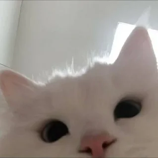 🥺
