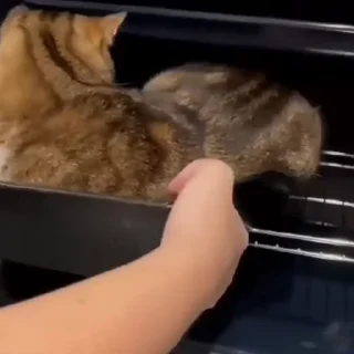 🐈