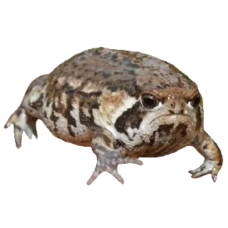 🐸
