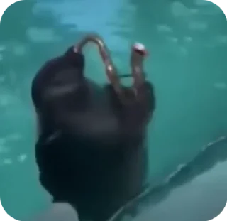 🦭