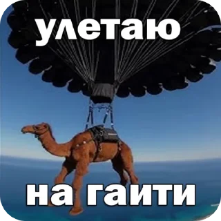 🐪