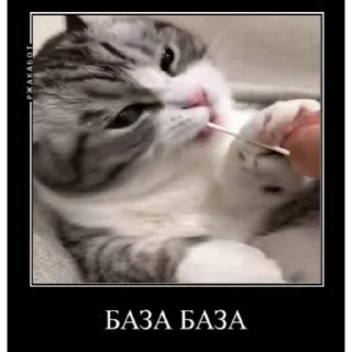 🐱