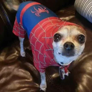 🕷