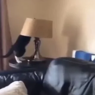 🐈