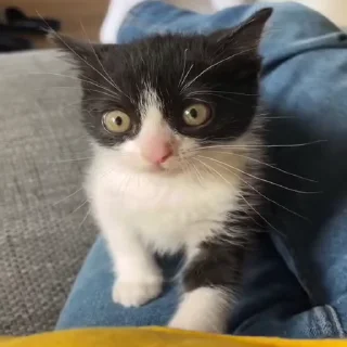 😼