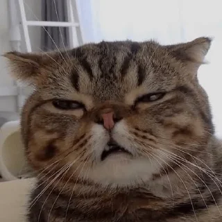 😤