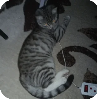 🐱