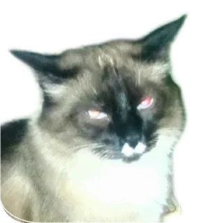 🐱